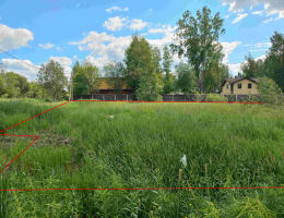 Ромашки