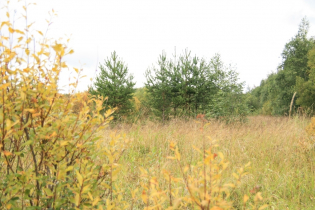 Фотографии поселка «Березовка (Сигмакс)»