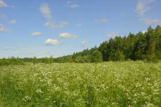 Фотографии поселка «Березовка (Сигмакс)»