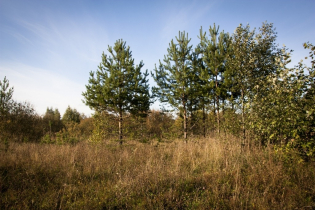 Фотографии поселка «Березовка (Сигмакс)»