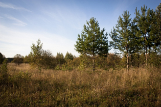 Фотографии поселка «Березовка (Сигмакс)»