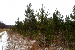 Фотографии поселка «Березовка (Сигмакс)»