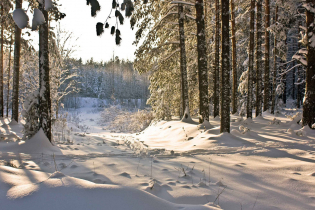 Фотографии поселка «Березовка (Сигмакс)»