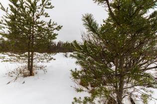 Фотографии поселка «Березовка (Сигмакс)»