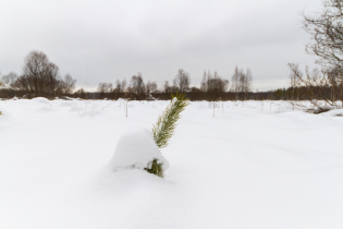 Фотографии поселка «Березовка (Сигмакс)»