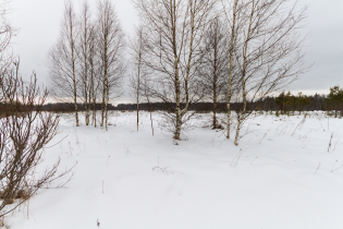 Фотографии поселка «Березовка (Сигмакс)»