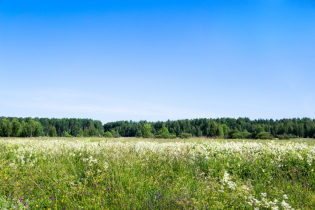Фотографии поселка «Березовка (Сигмакс)»