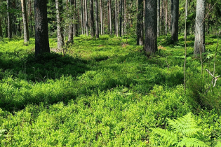 Honkaniemi (ДНП «Долина озер»)