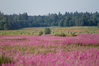 КП «Хутор близ Извары» (31.07.14)