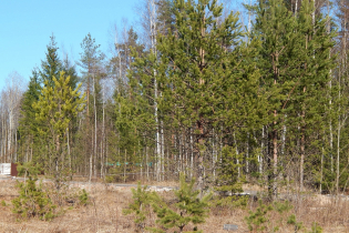 КП «Березовка» (18.04.15)