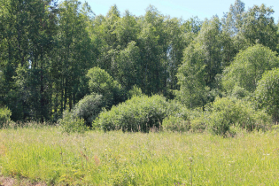 КП «Березовка» (02.07.15)