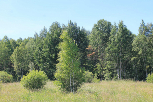 КП «Березовка» (02.07.15)