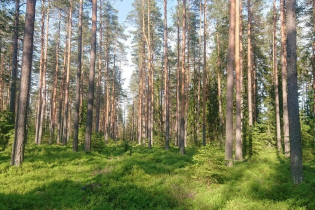 КП «Долина Парк»: ход строительства