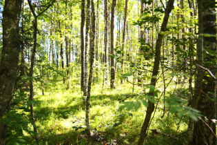 КП «Suvantojärvi»