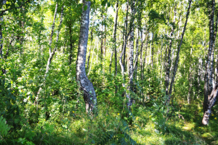 КП «Suvantojärvi»