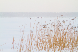 КП «Suvantojärvi»: ход строительства (15.01.16)
