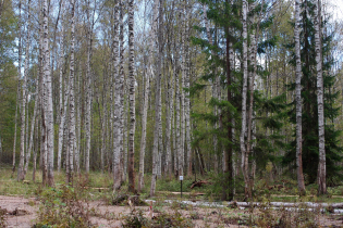 ЖК «Кавголовское озеро. Загородная резиденция» (ход строительства)