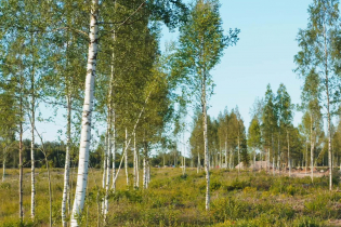 Фотографии поселка «Всеволожская губерния»