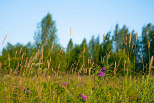 Фотографии поселка «Всеволожская губерния»