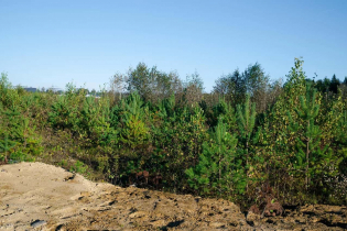 Фотографии поселка «Вартемяги Сити»