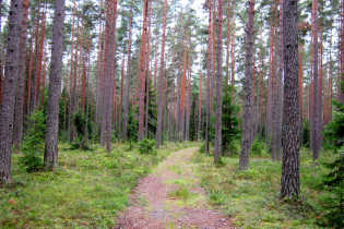 КП Litorino