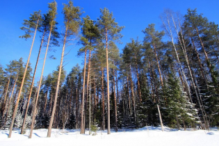 КП «Березовка»