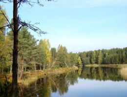 Лесные просторы
