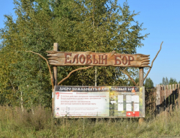 Еловый бор