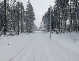 Сосновый бор