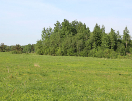 Королек