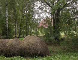 Фисташки