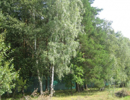 Холмы-1