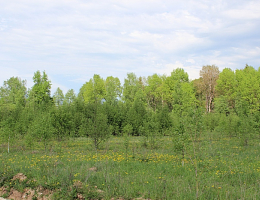 Лесная губерния
