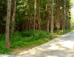 Pine Forest
