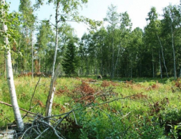 Лесное озеро (Приозерский)