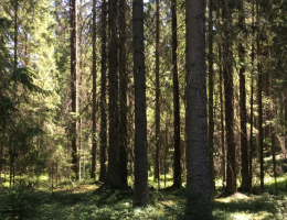 Рощино Парк